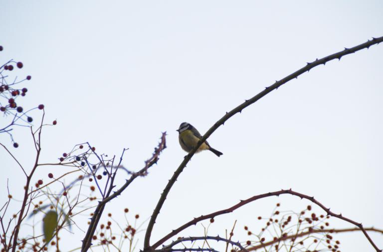 Blue tit bird