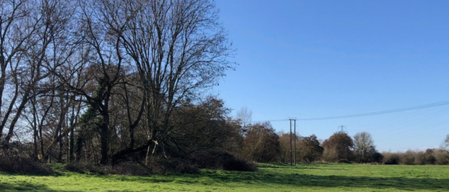 Sindlesham Meadows